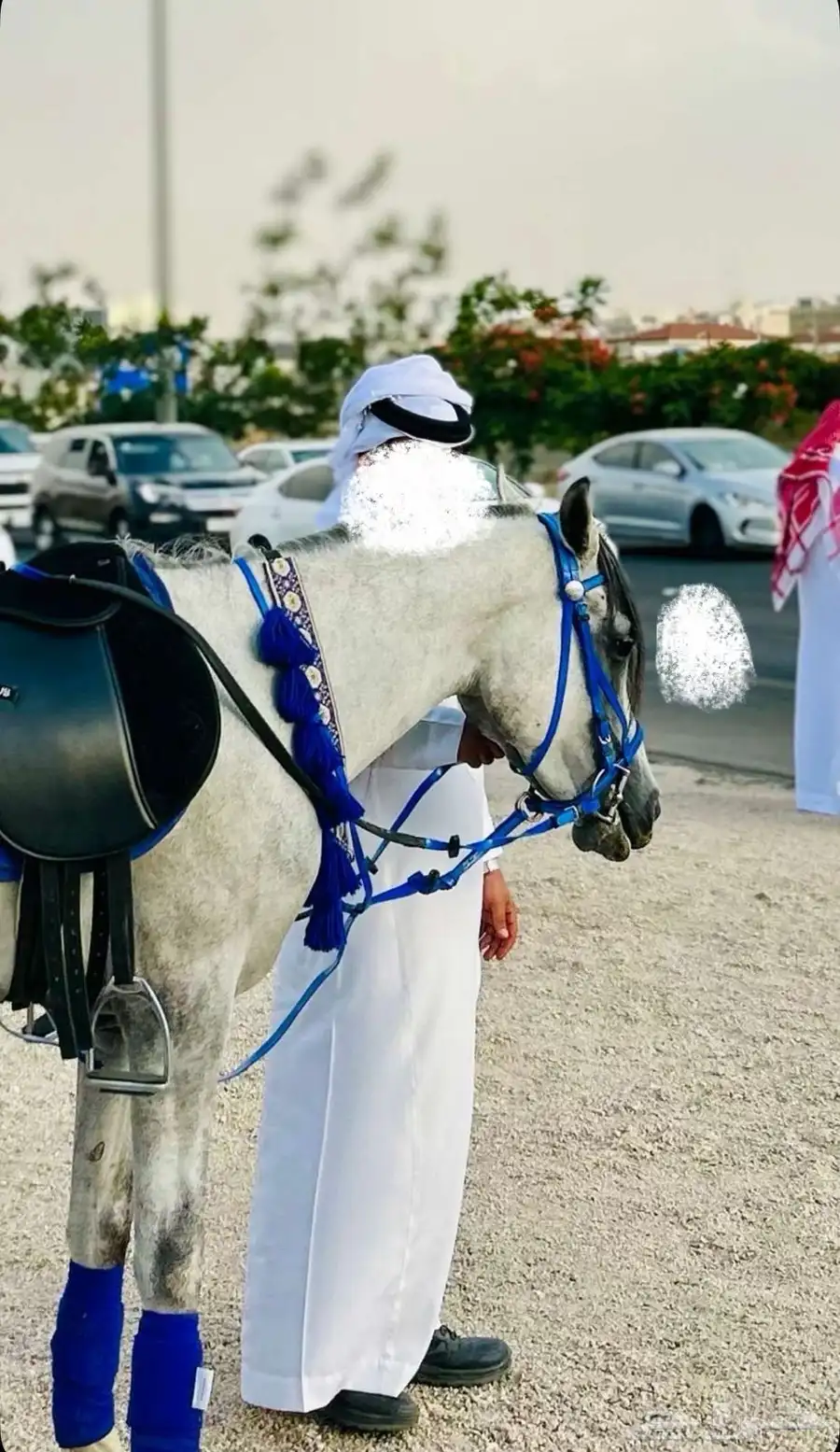 تجهيز خيل للمناسبات index