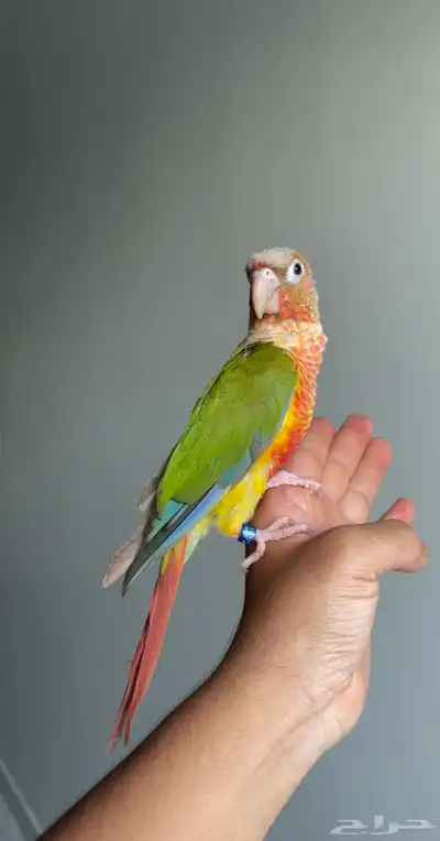 ببغاء كنيور اليف مع الاطفال هدد 0