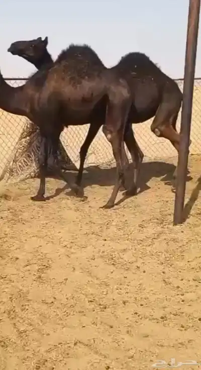 قعود وبكره مفاريد كفو فل للبيع التواصل اتصال 0