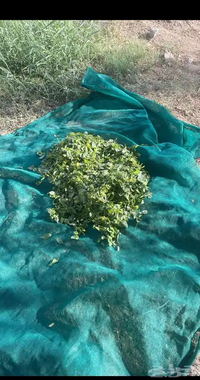 متوفر. سدر - حناء - مشاط- طحنية ب نكهات 5