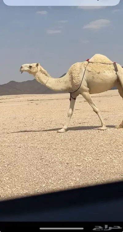 للبيع ظروبه كفو 3