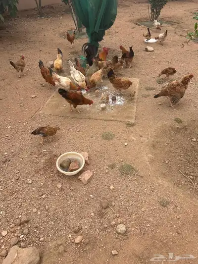 دجاج عربي 9