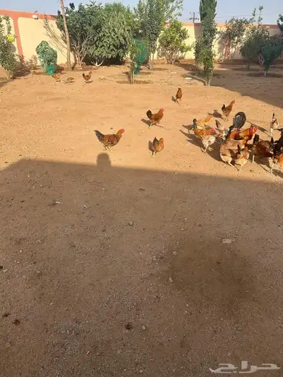 دجاج عربي 5
