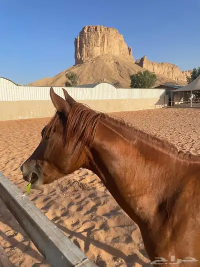 مهر 2