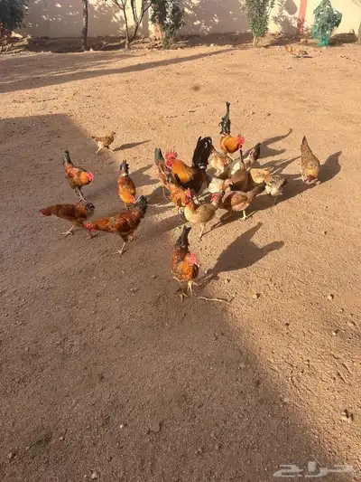 دجاج عربي 4