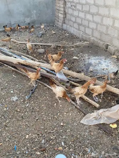 دجاج للبيع 3