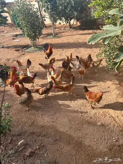 دجاج عربي 13