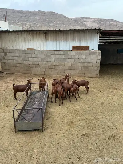 عنقان للبيع 1