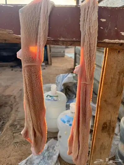 ذبايح تيوس 1