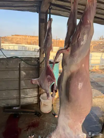 ذبايح تيوس 5