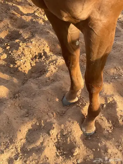 مهر 5