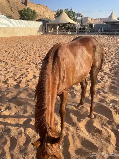 مهر 6