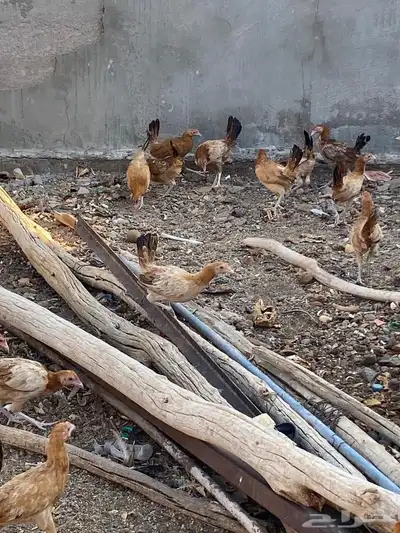 دجاج للبيع 4