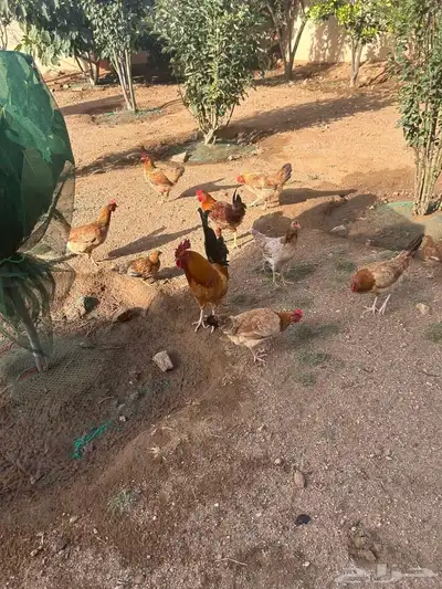 دجاج عربي 1