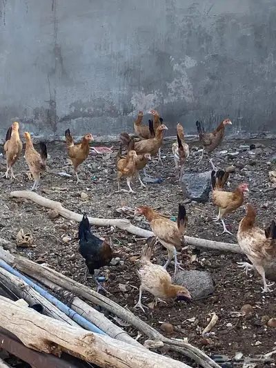 دجاج للبيع 2