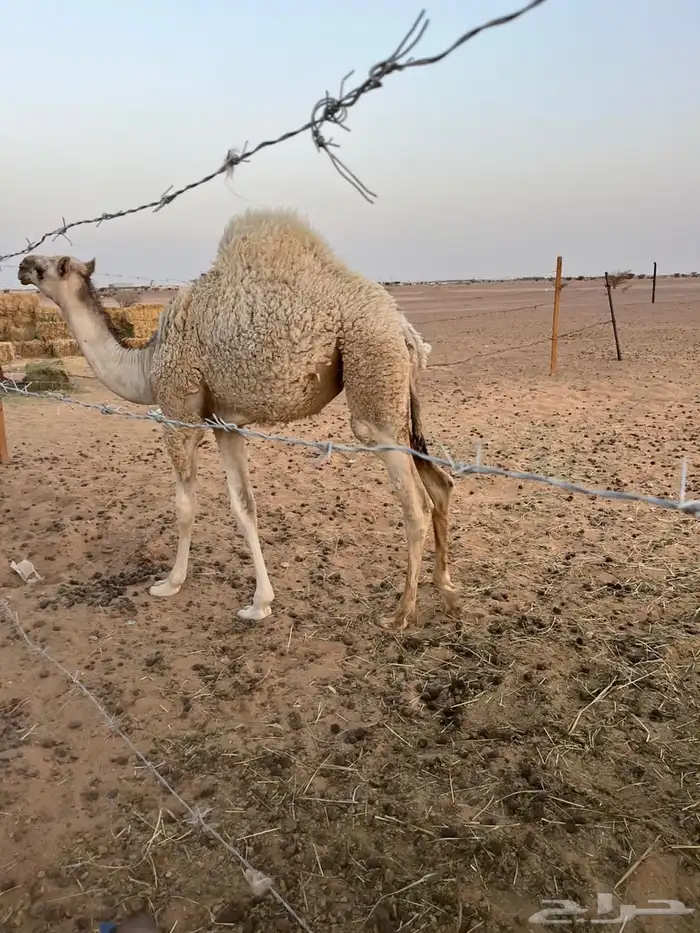 للبيع 0
