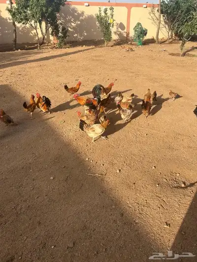 دجاج عربي 6