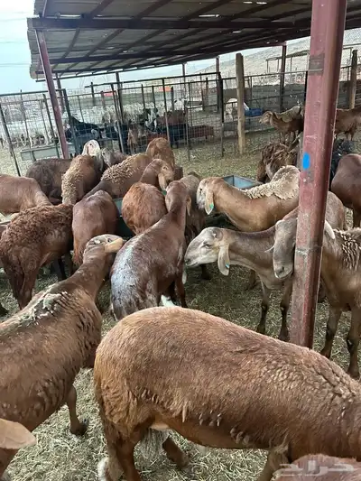 طليان للبيع 2