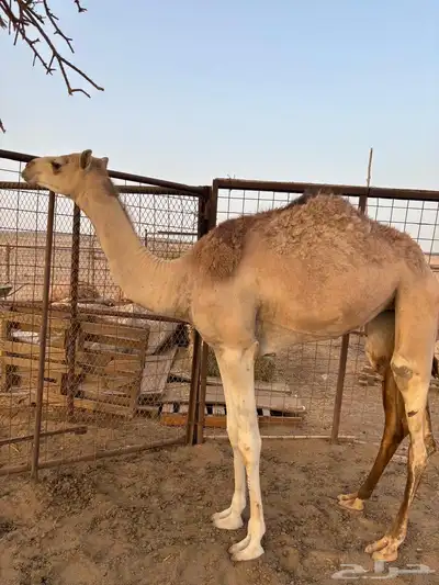 بكرة مفرودة للبيع 0
