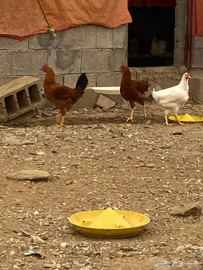 دجاج فرنسي للبيع 0