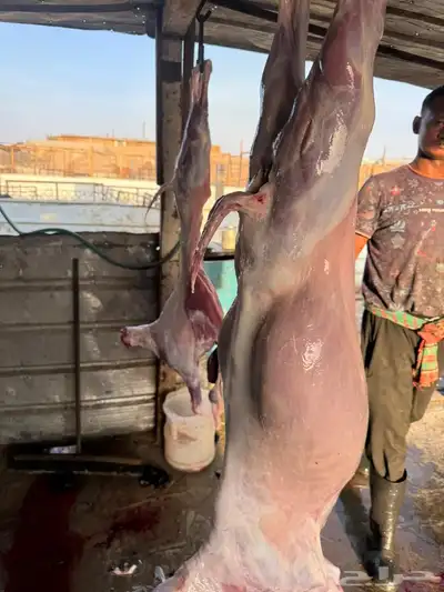 ذبايح تيوس 7