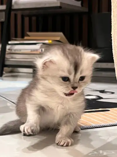 قطط 0