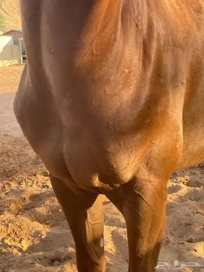 مهر 4