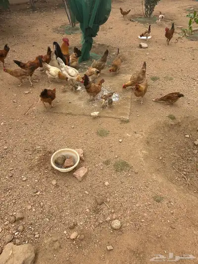 دجاج عربي 8