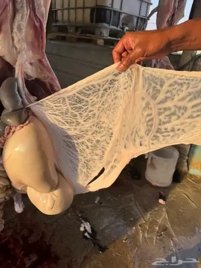 ذبايح تيوس 0