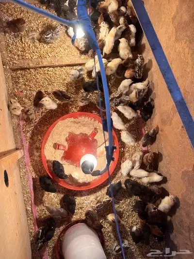 صيصان دجاج بلدي وفيومي 0