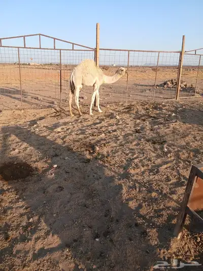 قعود للبيع على حليب امه 0