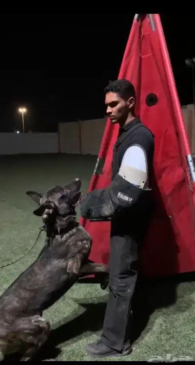 مدرب كلاب محترف 0