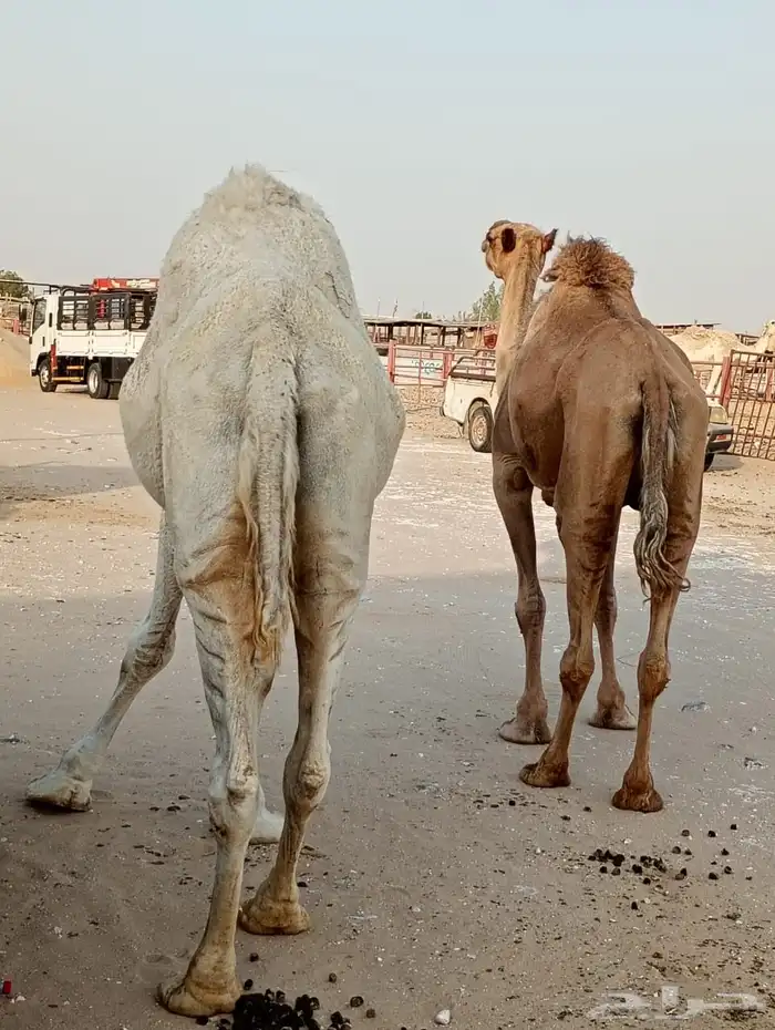 عشاير للبيع وضروبه 0