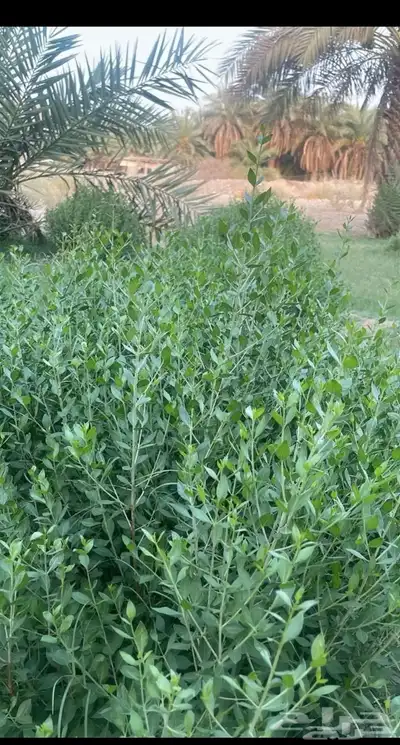متوفر. سدر - حناء - مشاط- طحنية ب نكهات 0