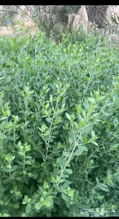 متوفر. سدر - حناء - مشاط- طحنية ب نكهات 1