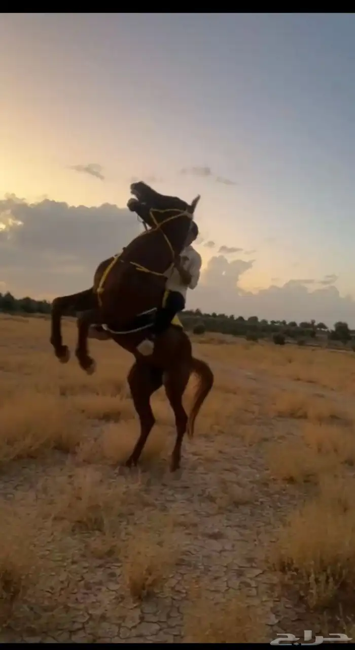 حصان شعبي حار معسوف العمر 5 سنوات والسعر على السوم 1