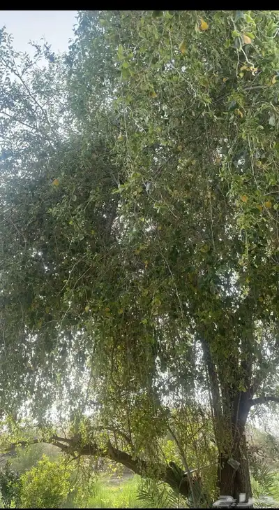 متوفر. سدر - حناء - مشاط- طحنية ب نكهات 4