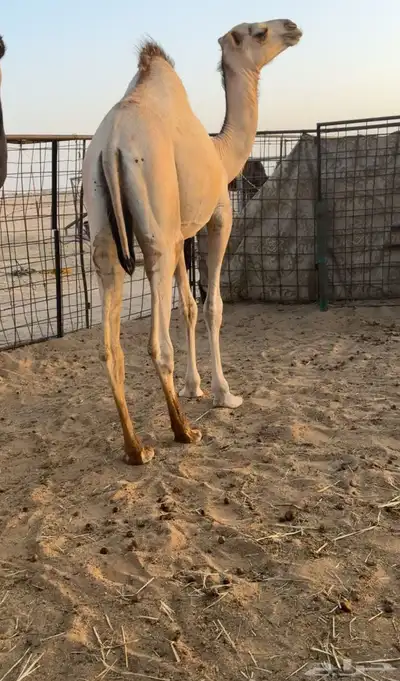 حشو قصب قعدان 2