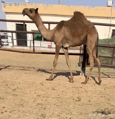 خلفه تحتها حواره كفو 1