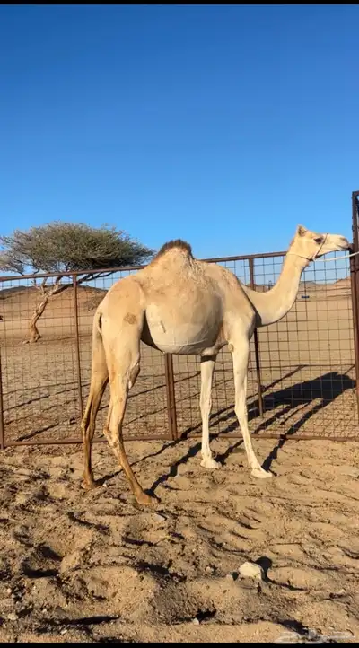 ناقه سودانيه ذلول 2