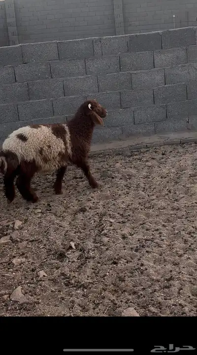 للبيع خروف عمره 8 شهور 1