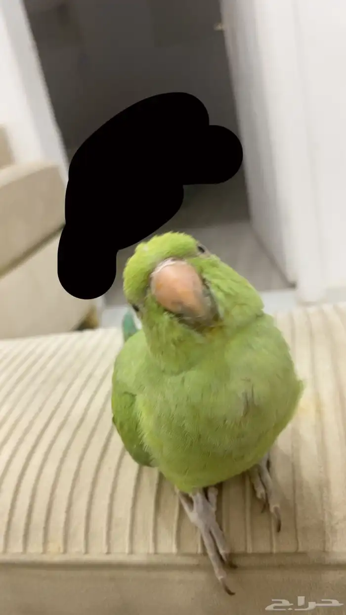 طير هدد دره هندي لطيف 0