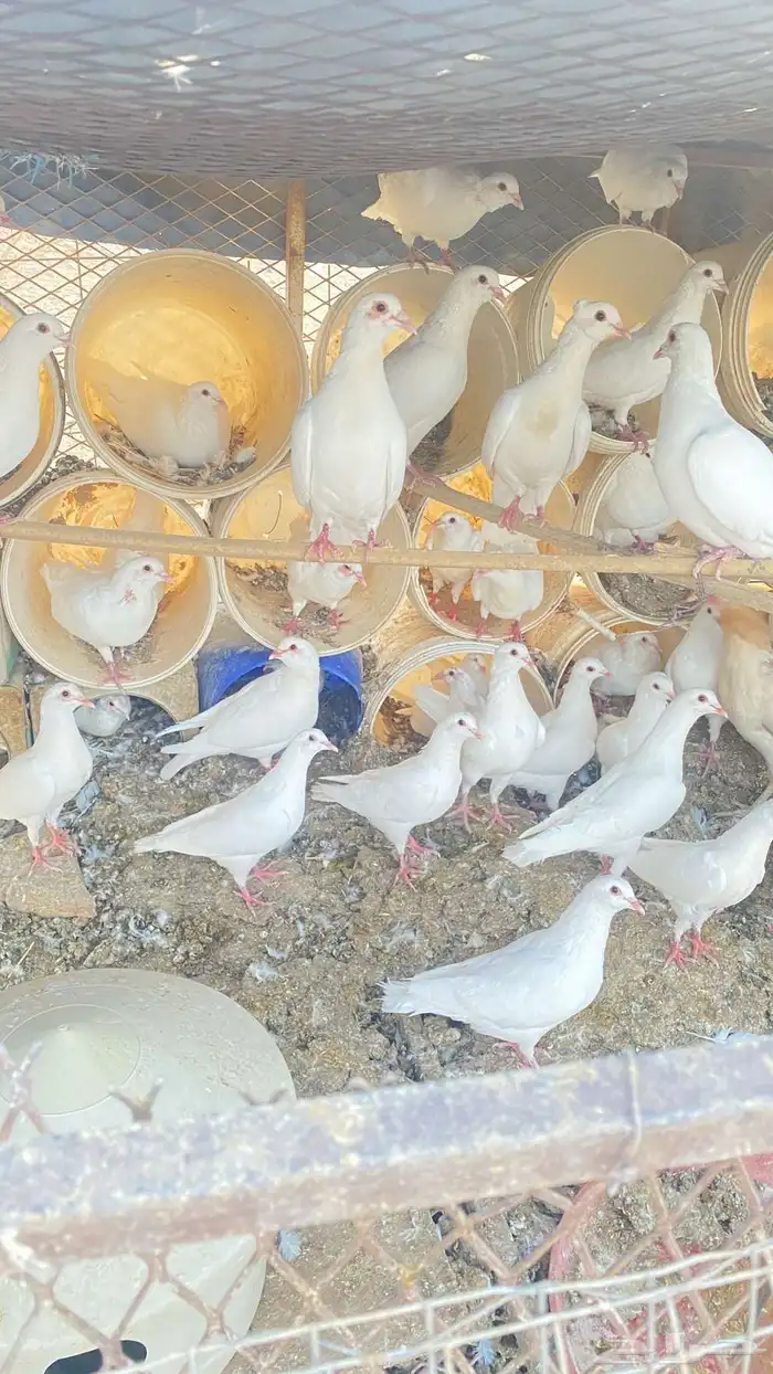 فروخ حمام وأجواز ببيع نصها 0