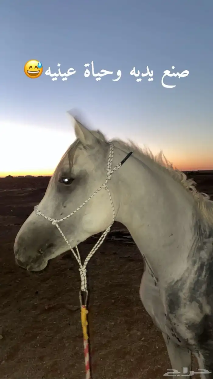 مطلوب سايس خيل 0