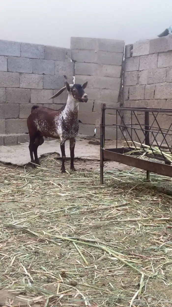 فحل اوشح 2