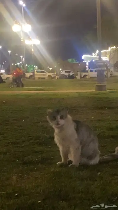 بسة ضايعه حي الراجحي 1