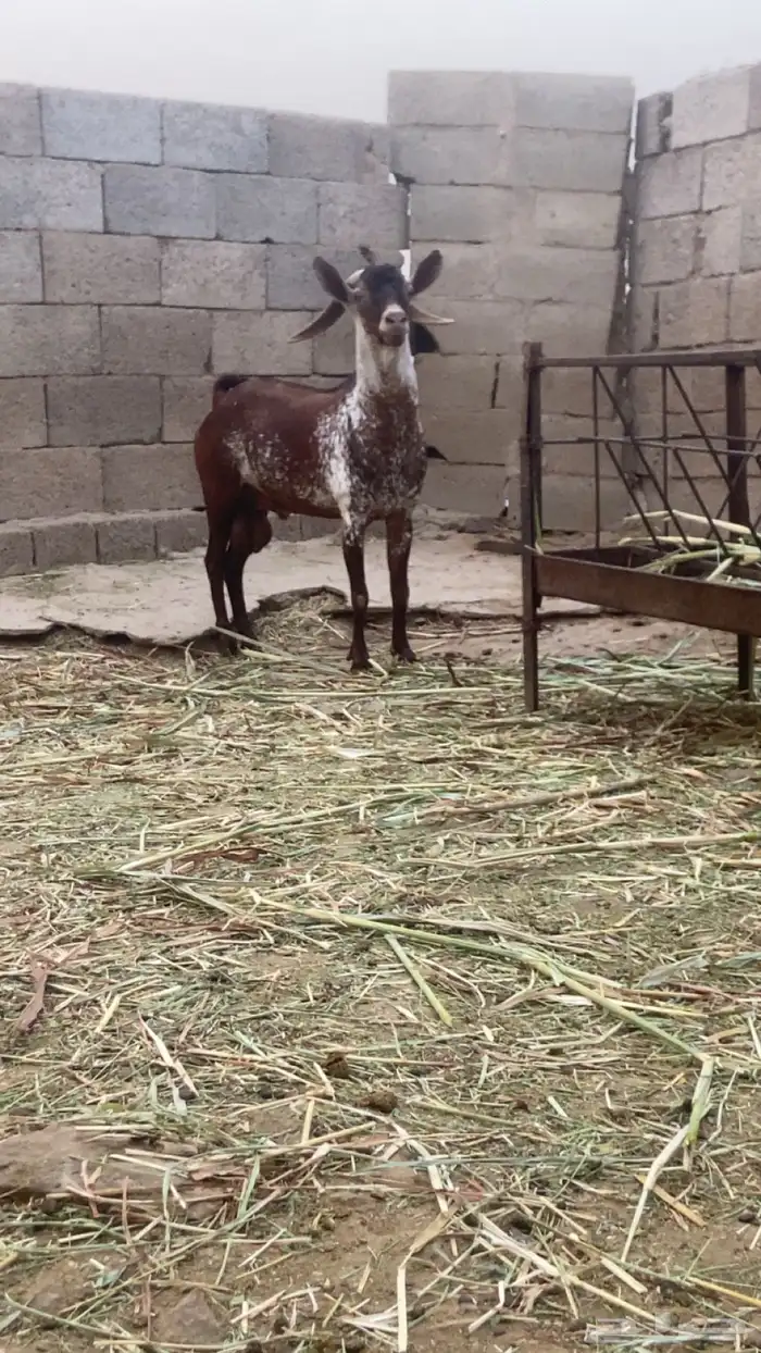 فحل اوشح 3