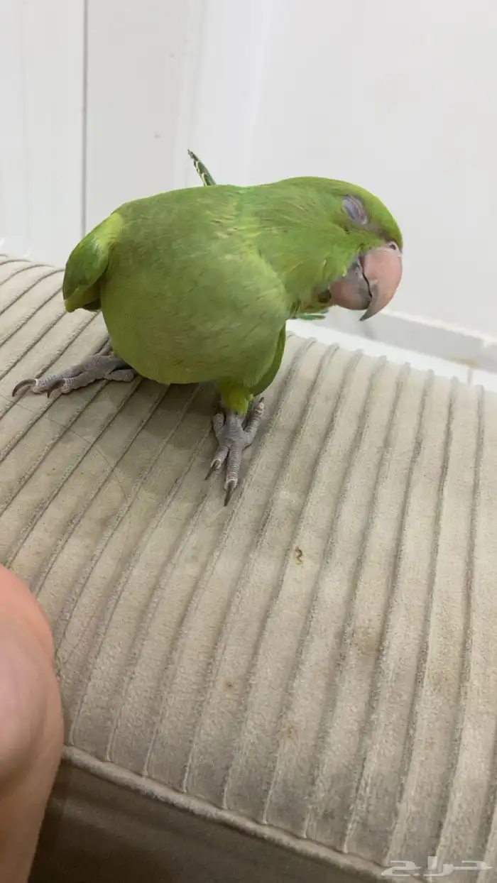 طير هدد دره هندي لطيف 3