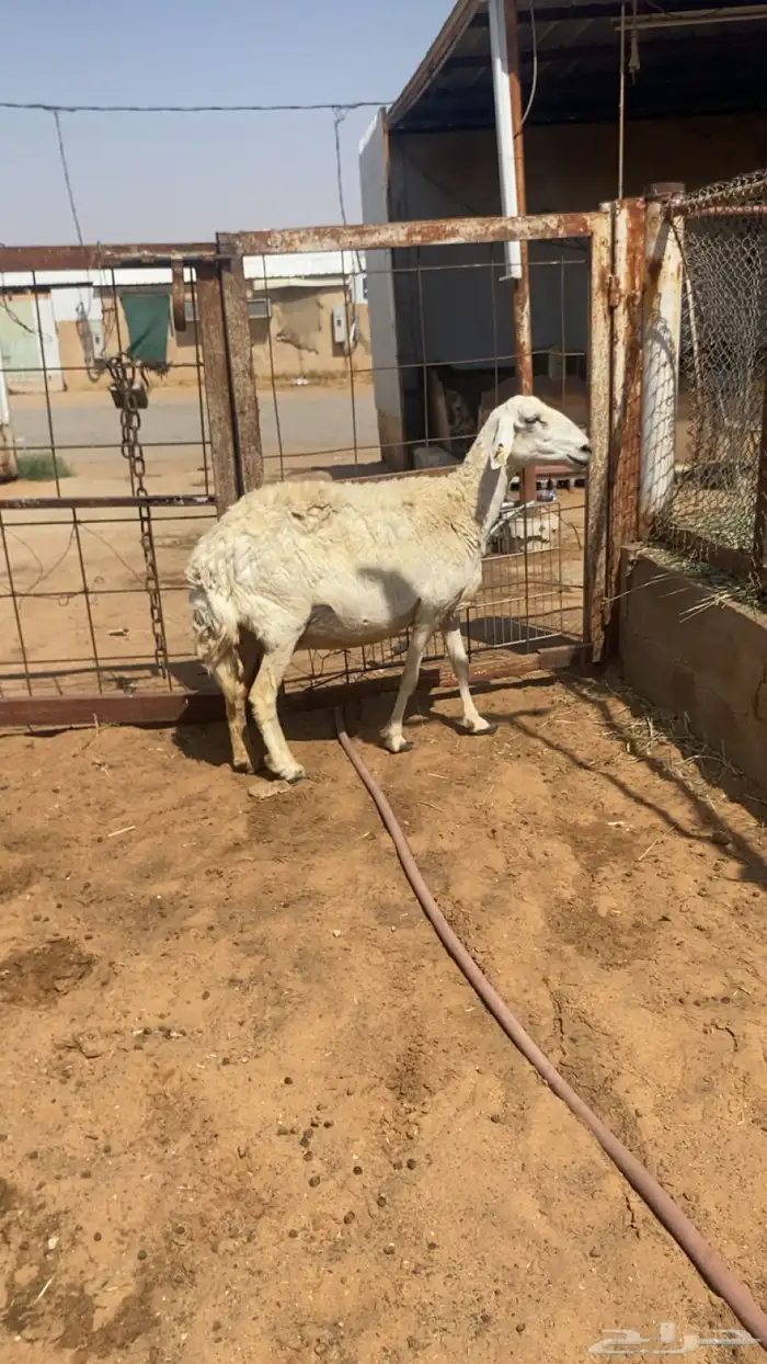 تم البيع 2