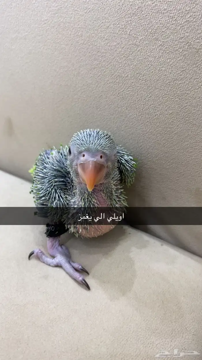 طير هدد دره هندي لطيف 6